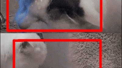 위생적인 고양이 얼굴씻고 수건으로 마무리?…