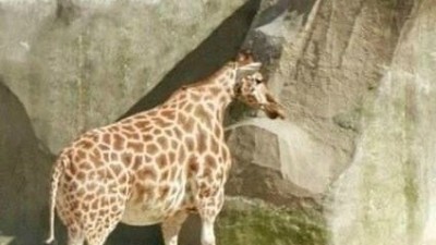 살찐 기린…“기린아, 네게 무슨 일이 있었던 거니?”