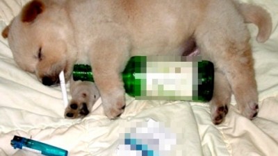 요런 강아지 보셨나요?