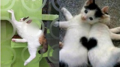 힘들게 자는 고양이, 자면서 요가 중인 고양이