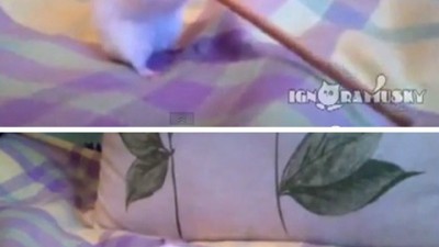 폭식 햄스터 얼마나 배고팠길래…