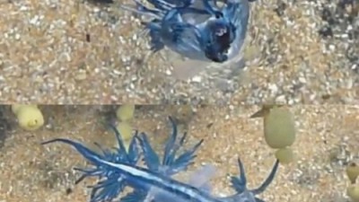 가장 아름다운 연체동물… 주머니에 넣어 다니고 싶다