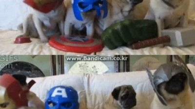 젠틀맨 강아지, 우리도 흥겹단 말이야~
