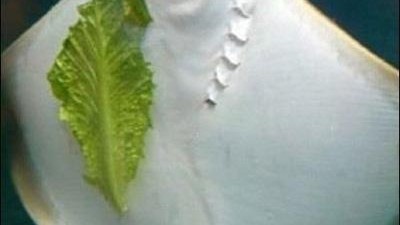 양치질 안한 가오리 “부끄럽게 왜그래…”