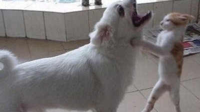 멱살잡힌 개? 개굴욕 당했다~