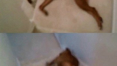 만사 귀찮은 개, 계단에 누운 채 미끄러져 ‘폭소’