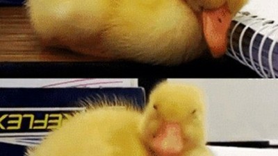 공부하다 졸 때…내 모습 보는 것 같다