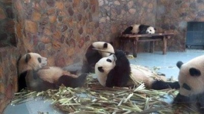 먹다 지친 팬더, 세상에 부러울 것 없는 ‘극강 귀여움’
