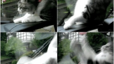 와이퍼와 싸우는 고양이, ‘이번 대결의 승자는 누구?