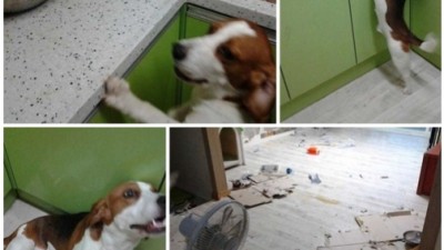 비글 닭발 나도 먹을래…3대 악마견다운 포악성
