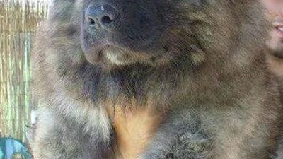 곰만 한 강아지…눈망울에 빠질 것 같아