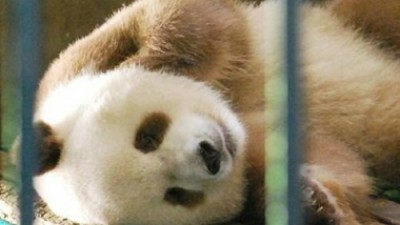 희귀 갈색 판다에 시선 집중…“갖고 싶다”