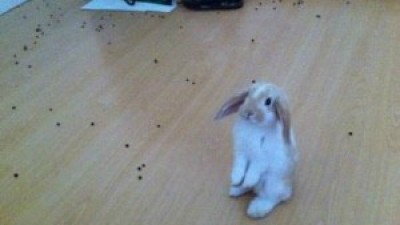 반성하는 토끼…귀여워서 용서해준다