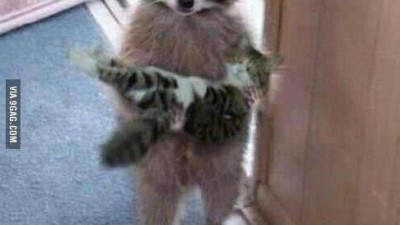 고양이 데려온 너구리 “주인님, 친구 데리고 왔어요”