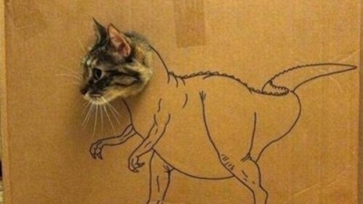티라노사우르스 빙의, 고양이
