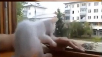 주인 보호하는 고양이 “팔 떨어지면 큰일나는줄 알아”
