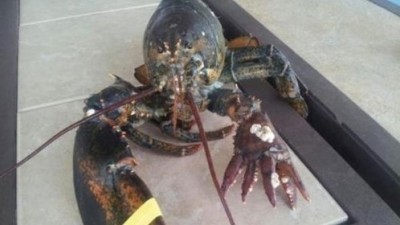 다섯 손가락 바닷가재 “사람 손과 똑같이? 신기
