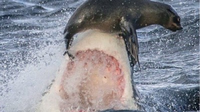 백상아리 위 물개 포착, ‘물개는 십년 감수, 상어는 굴욕’