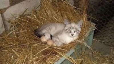 에디슨 고양이, 엄마가 되고 싶은 걸까? ‘폭소+반전 사진’