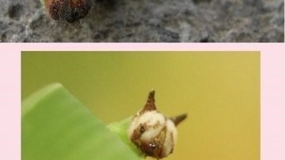 고양이 얼굴 애벌레 “키티? 너무 귀여워