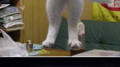 아주 긴 고양이, ‘나라 구할 것 같은 진격의 고양이’