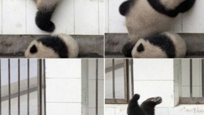 판다의 울타리 넘기, ‘숏다리 판다의 힘겨운 탈출기’