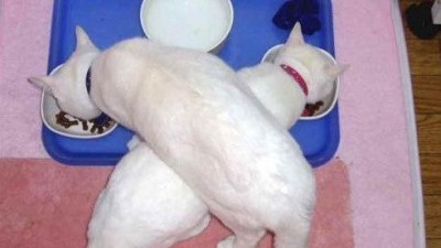 남의 밥이 더 맛있어 보이는 법