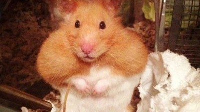 근육질 햄스터, 쳇바퀴 많이 돌렸더니…‘역삼각형 몸매’