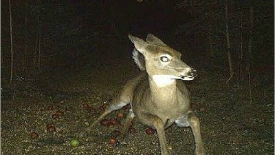 가장 무서운 다람쥐...사슴이 혼비백산하고 줄행랑칠 정도 왜?