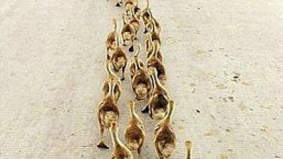 오리 꽥꽥