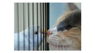 어이 고양이, 한판 붙을까?