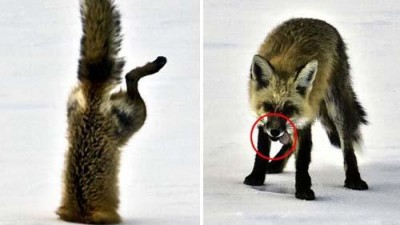 거꾸로 ‘다이빙’…바닥에 처박힌 여우 포착