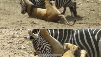 말띠해의 반전? 조르기로 사자 물리치는 얼룩말 화제