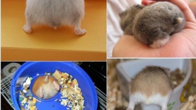 토실토실 햄스터 엉덩이, 깜찍한 모습 ‘미소가 절로’
