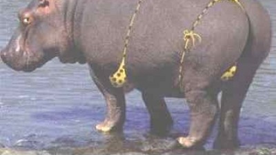 치장한 돼지