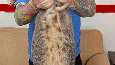 무려 9.5kg…어린이 만한 ‘공룡 고양이’ 화제