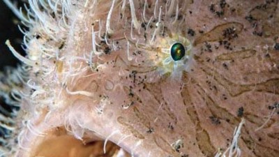 바다에 사는 강아지? 희귀 물고기