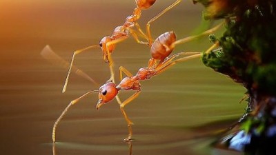 “쉘 위 댄스?” 춤추는 ‘개미 커플’ 포착