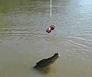 밥이당
