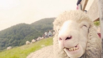 웃는 양