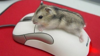 진짜 마우스