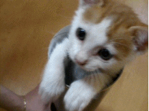 컵속의 고양이
