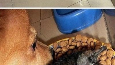 밥이 먹고싶어요