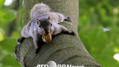 호두 물고 거꾸로 매달린 中 다람쥐
