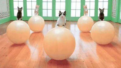 고양이 헬스장