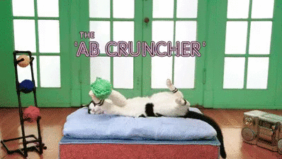 고양이 운동법