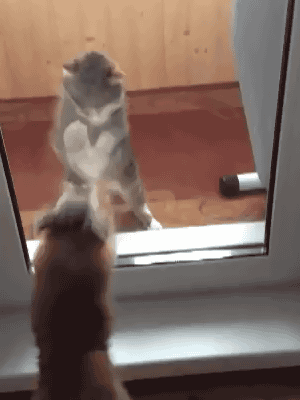 기묘한 고양이