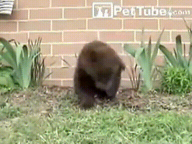 곰 발광