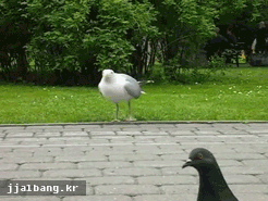 참새사냥하는 비둘기