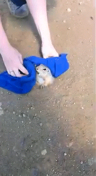 놔! 놔라